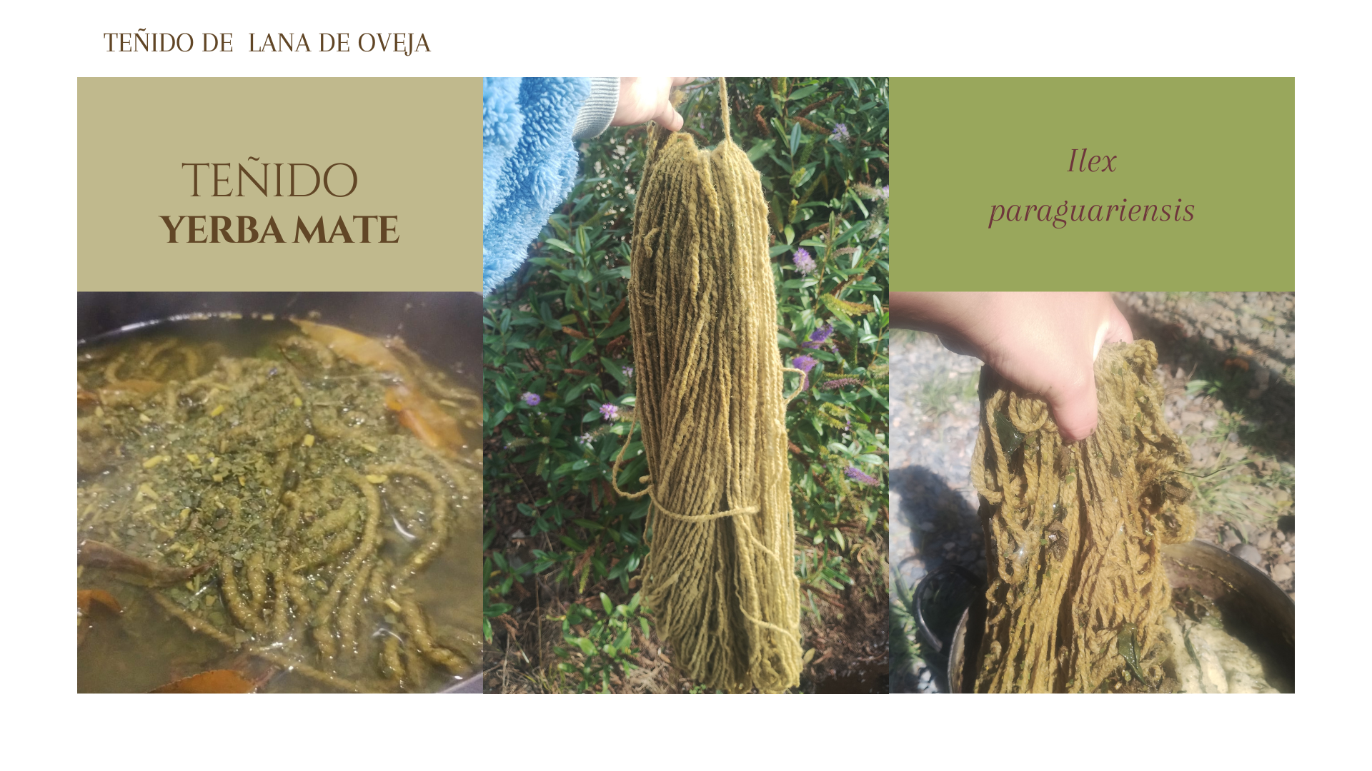 Teñido Yerba Mate