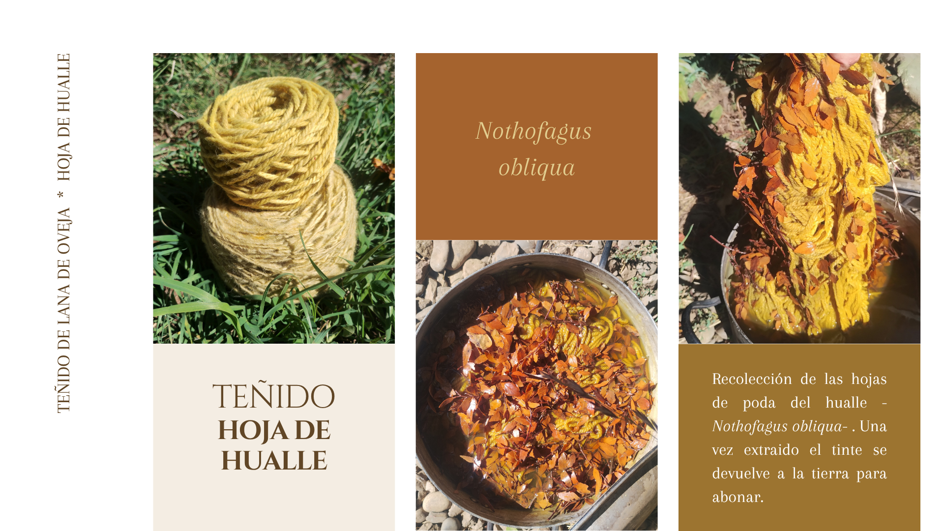 Teñido Hoja de Hualle