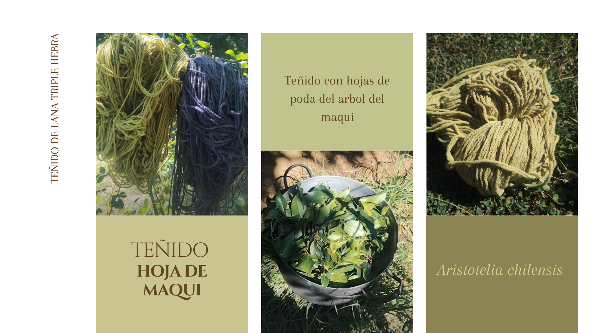 Teñido Hoja de Maqui